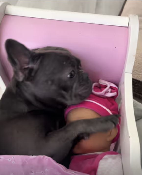 Frenchie takes a nap with her favorite doll !!!